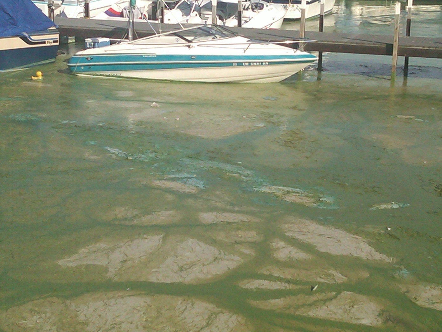 Lake Erie harmful algal bloom