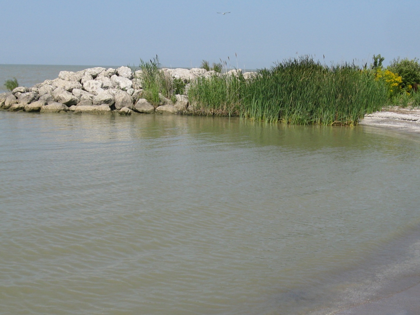 Maumee Bay State Park harmful algal bloom
