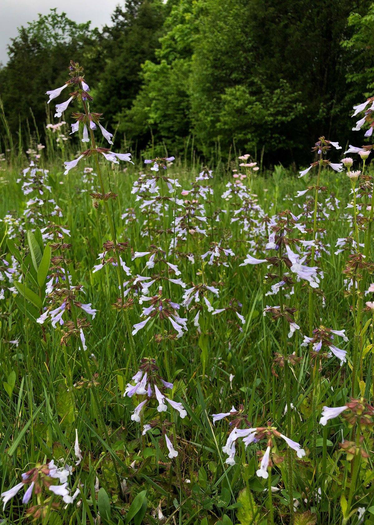 2024 Spring Wildflower Bloom Report – Week 9