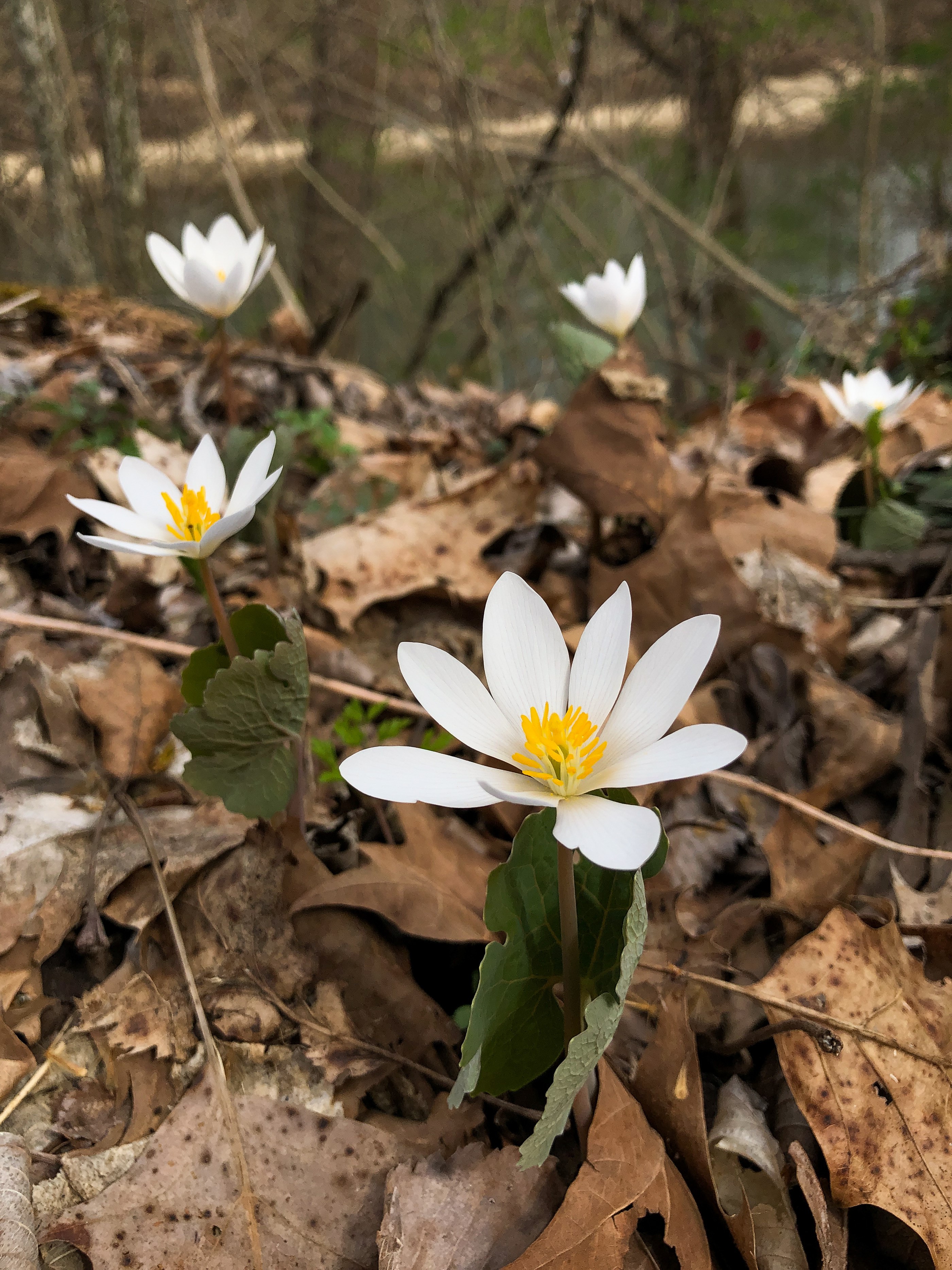 2026 Spring Wildflower Bloom Report – Week 1