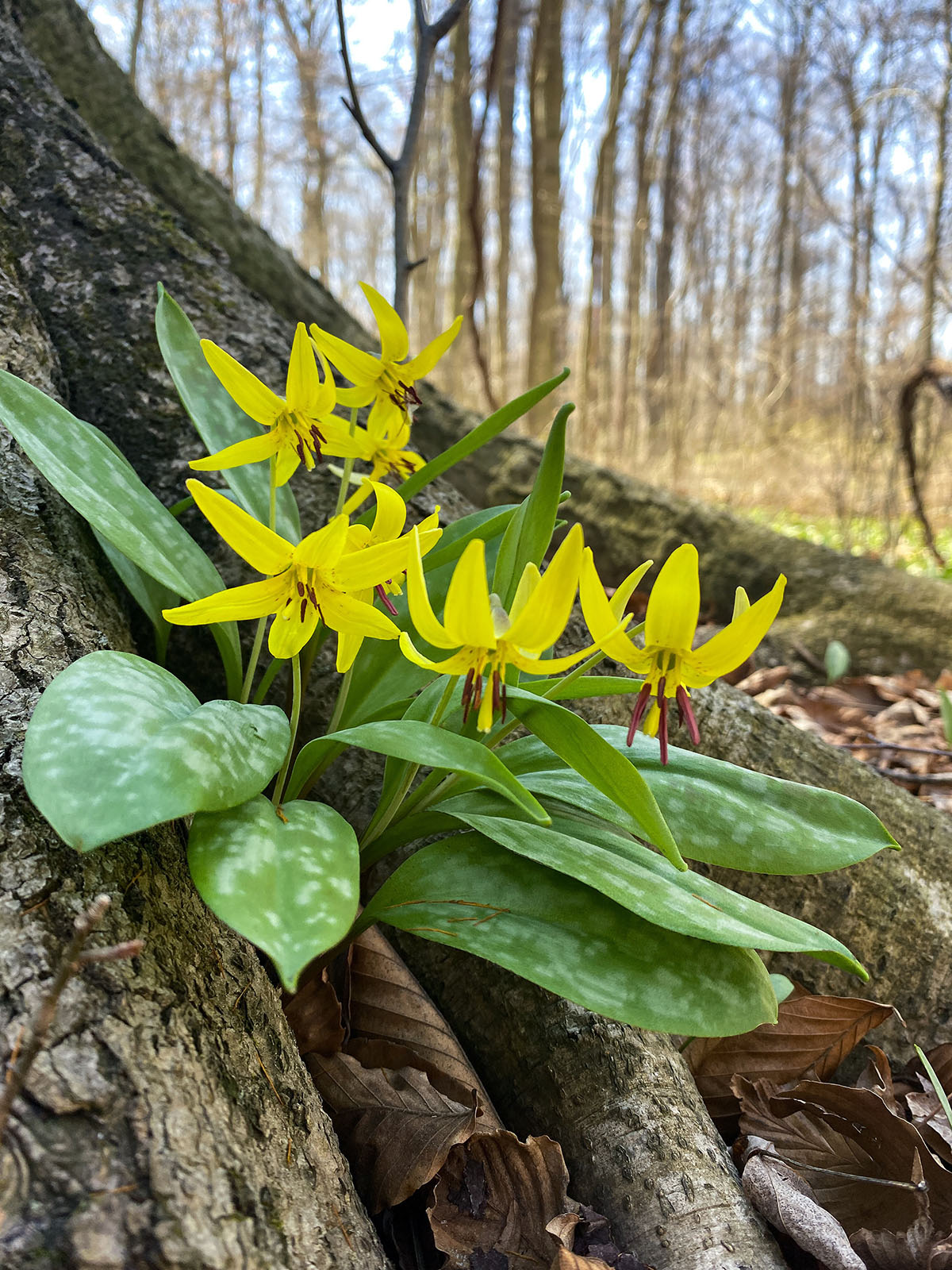 2024 Spring Wildflower Bloom Report – Week 6