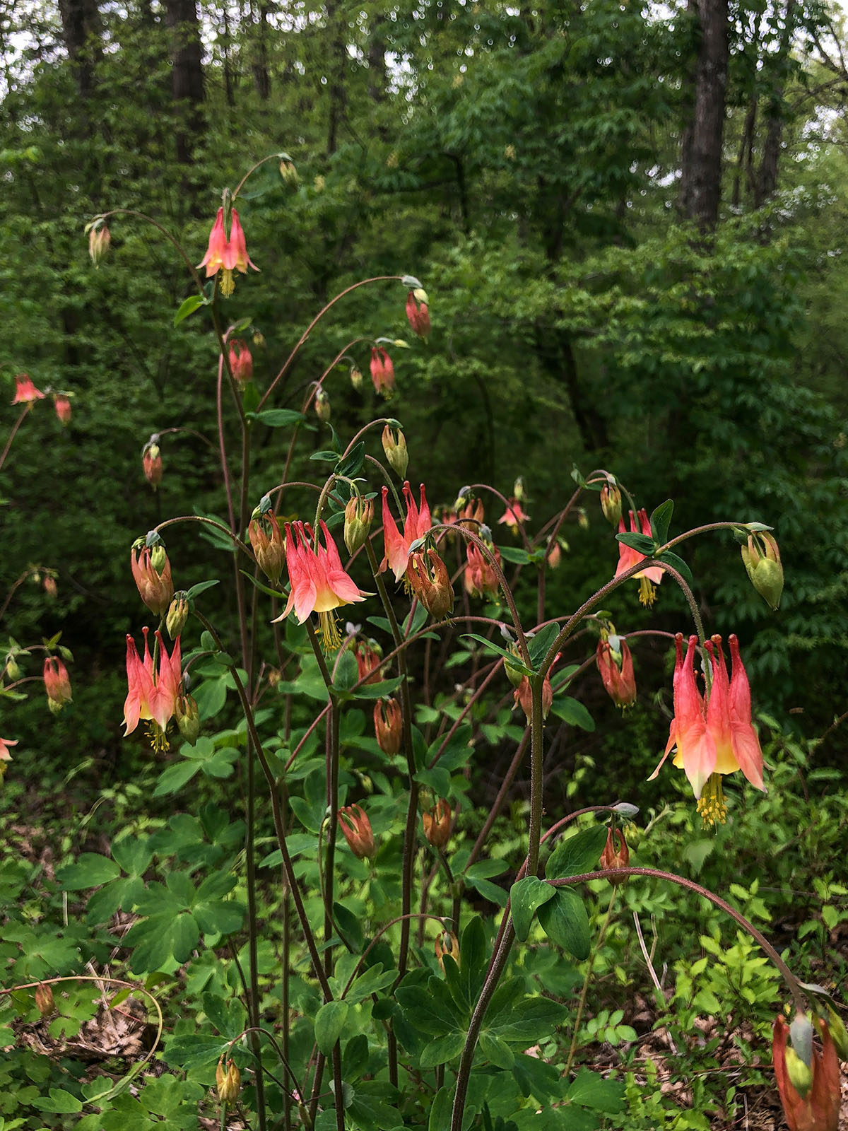 2024 Spring Wildflower Bloom Report – Week 6