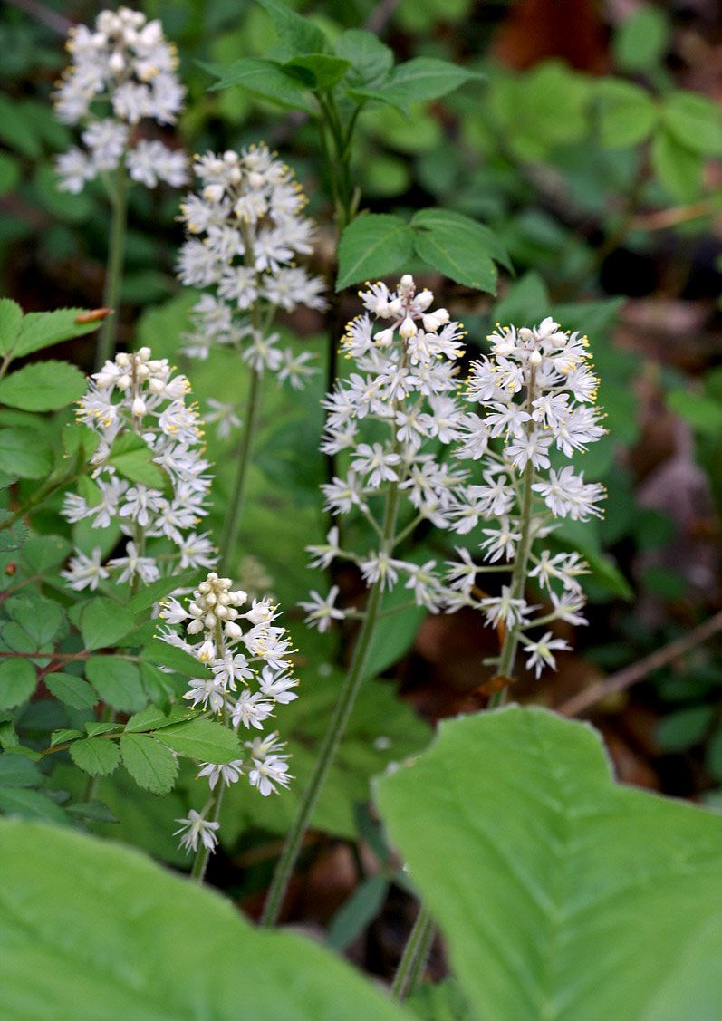 2024 Spring Wildflower Bloom Report – Week 7