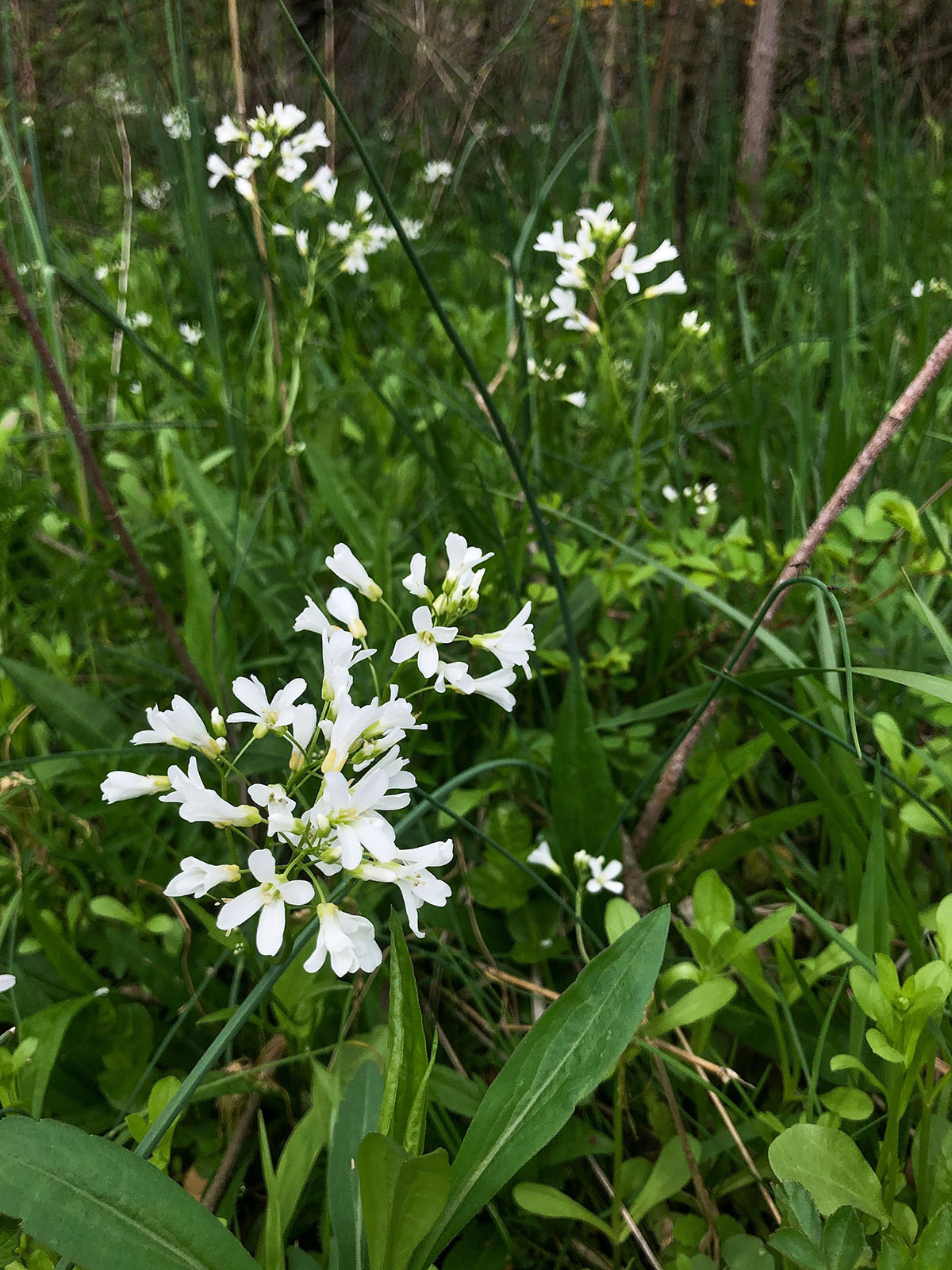 2024 Spring Wildflower Bloom Report – Week 8