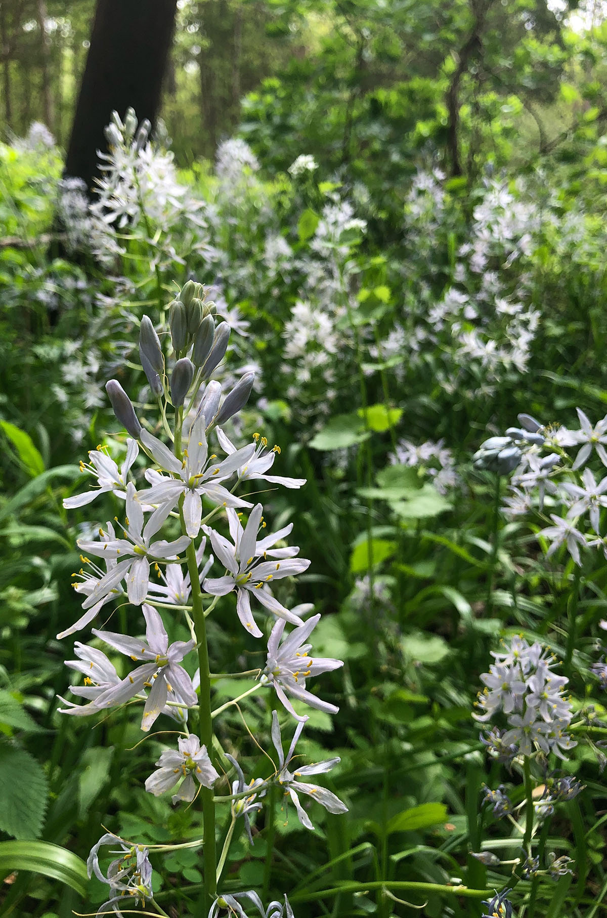 2024 Spring Wildflower Bloom Report – Week 8