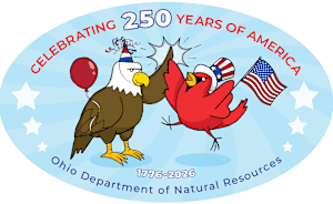 cartoon graphic of americal eagle ceclebrating with cardinal